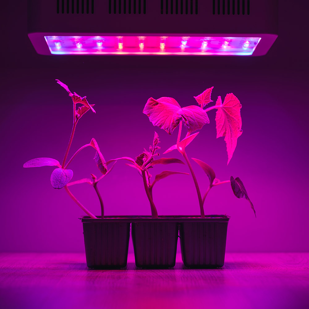 Всё о фитолампах. Часть 2: установка и использование