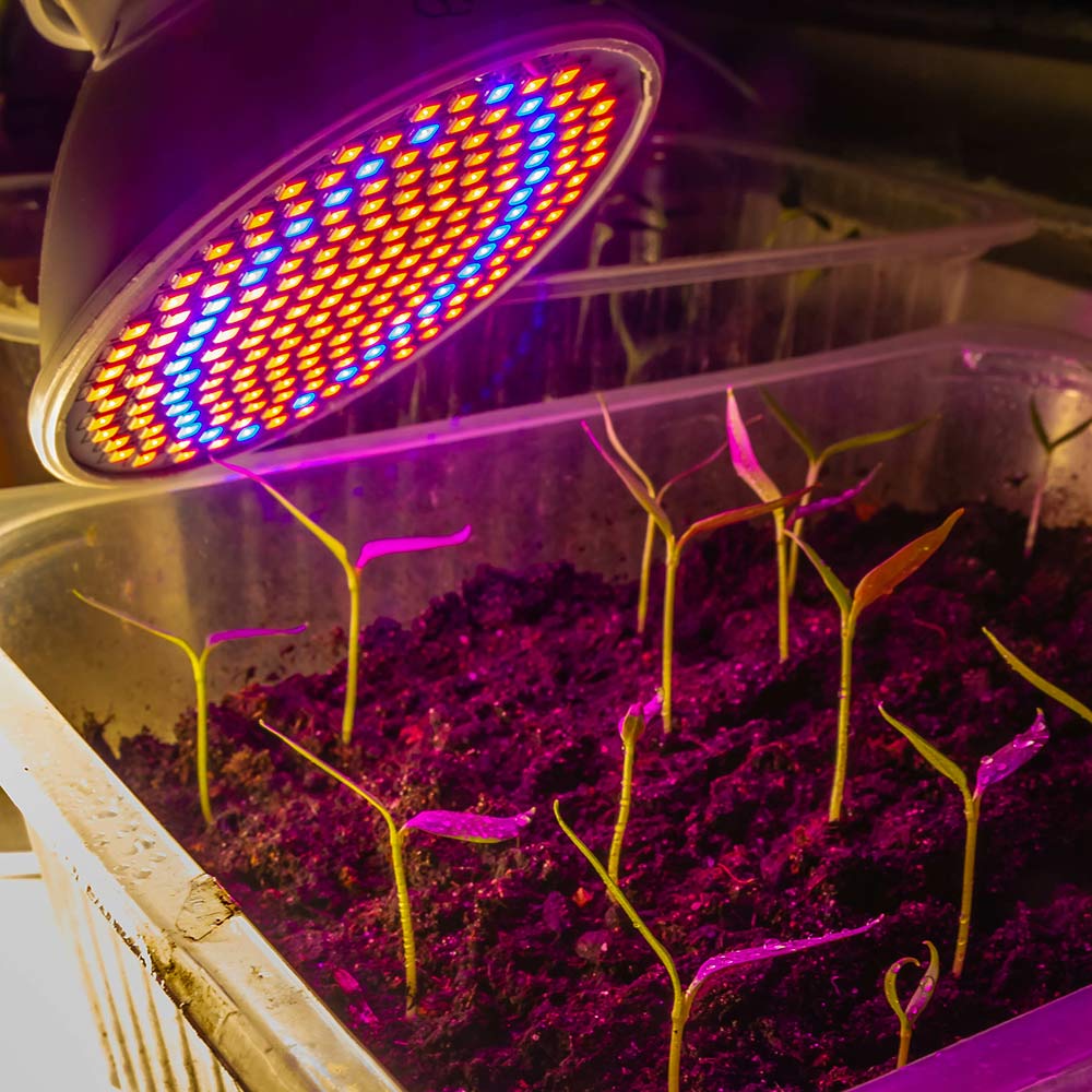 Всё о фитолампах. Часть 1: виды и назначение